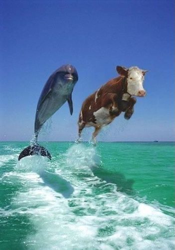 dolphin-cow