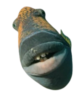 fish