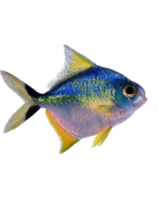 fishy