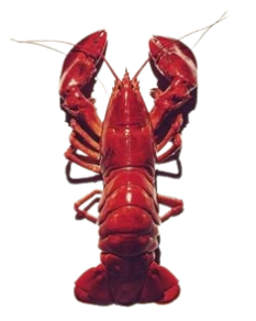 lobster