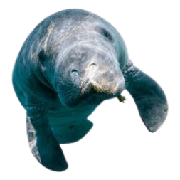mantee