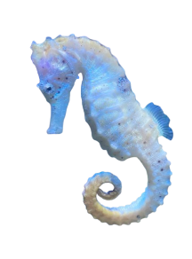 seahorse