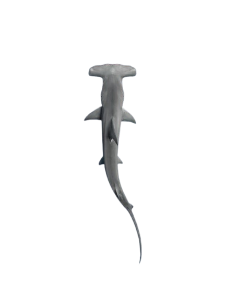 sharky