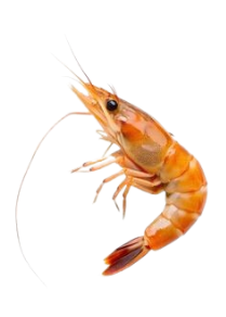 shrimp
