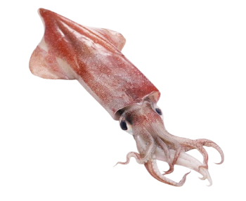 squid