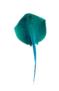 stingray