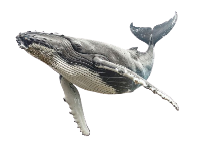 whale